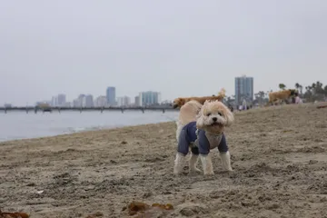 A fluffy little dog in a navy sweater on a beach, city skyline behind