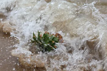 A pineapple top caught in the surf on the sand